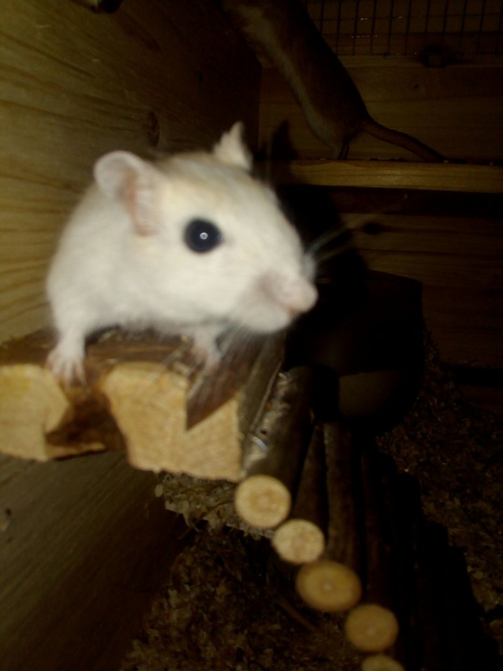 mouse