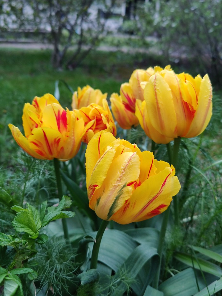 tulips