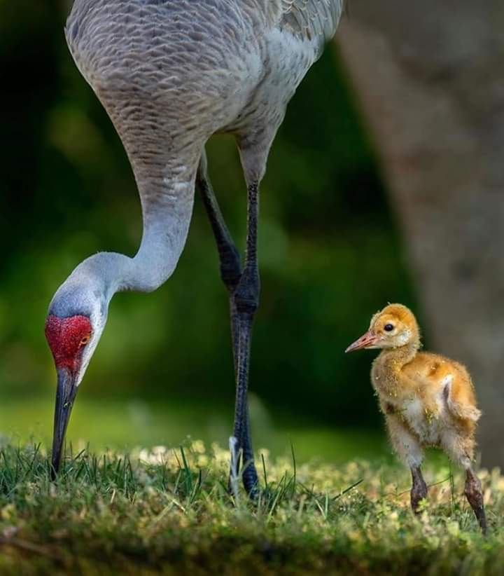 Birds