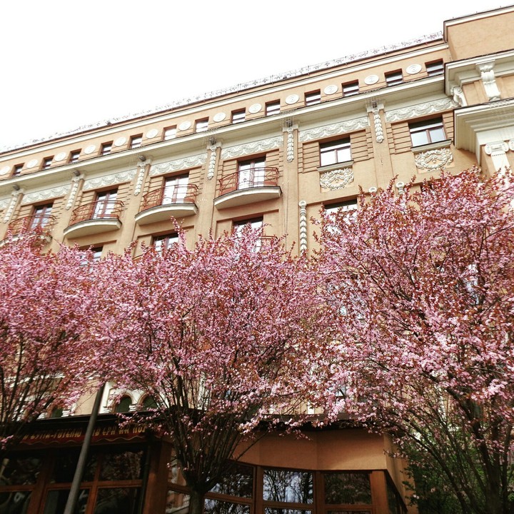 Blossom