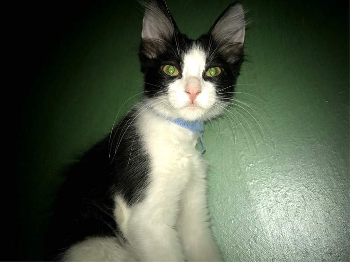 #mypet