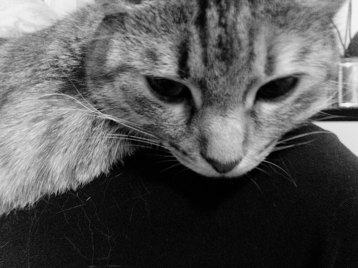 cute kitten