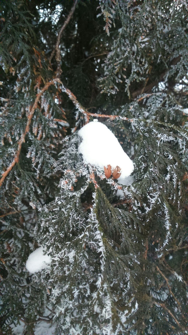 zima