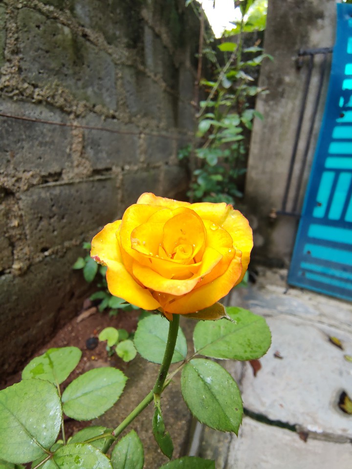 orange rose