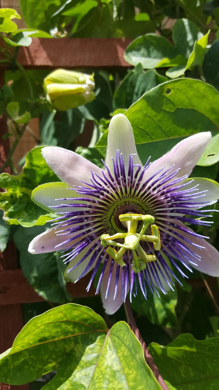 purple vine flower