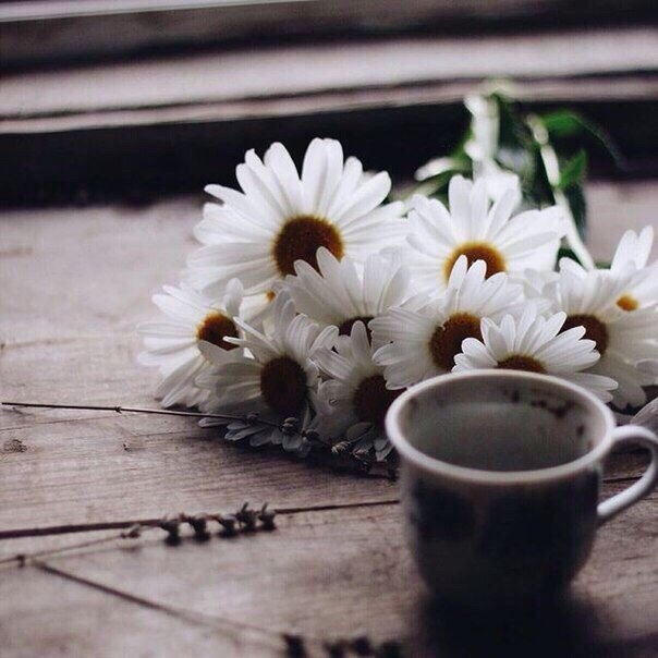 chamomile))