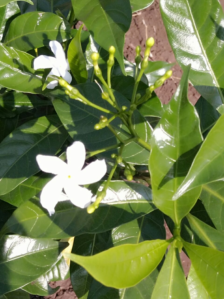 white flower 