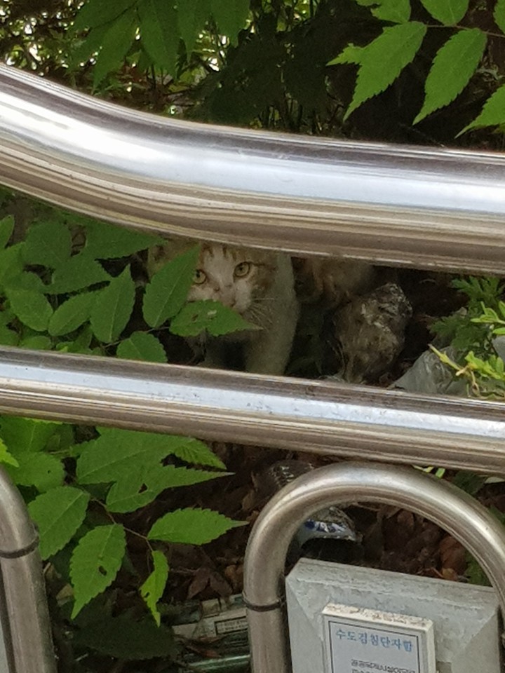 길고양이 cat