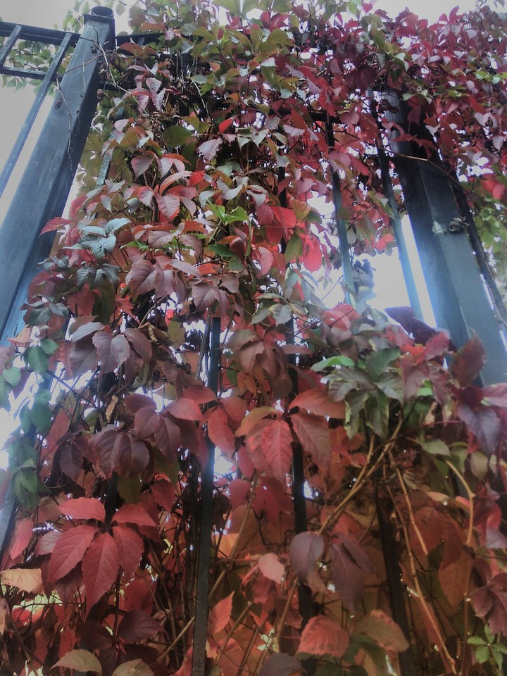 the plants