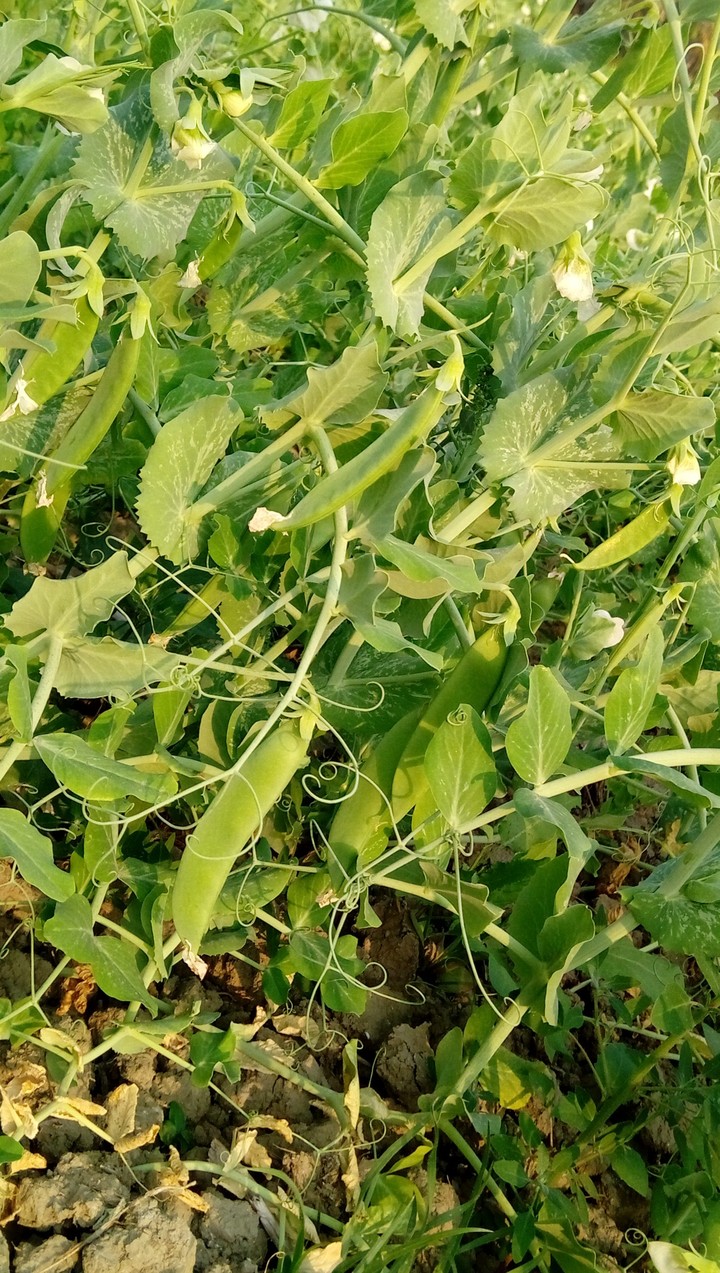 pea plant