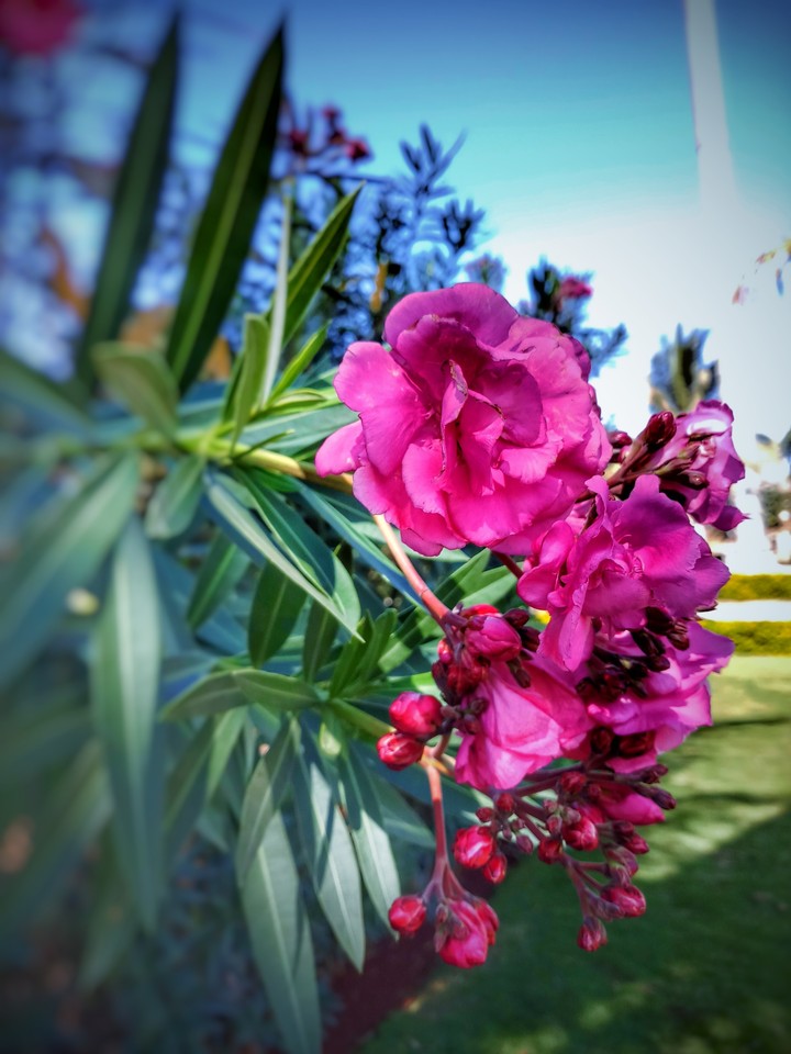 click by flowers