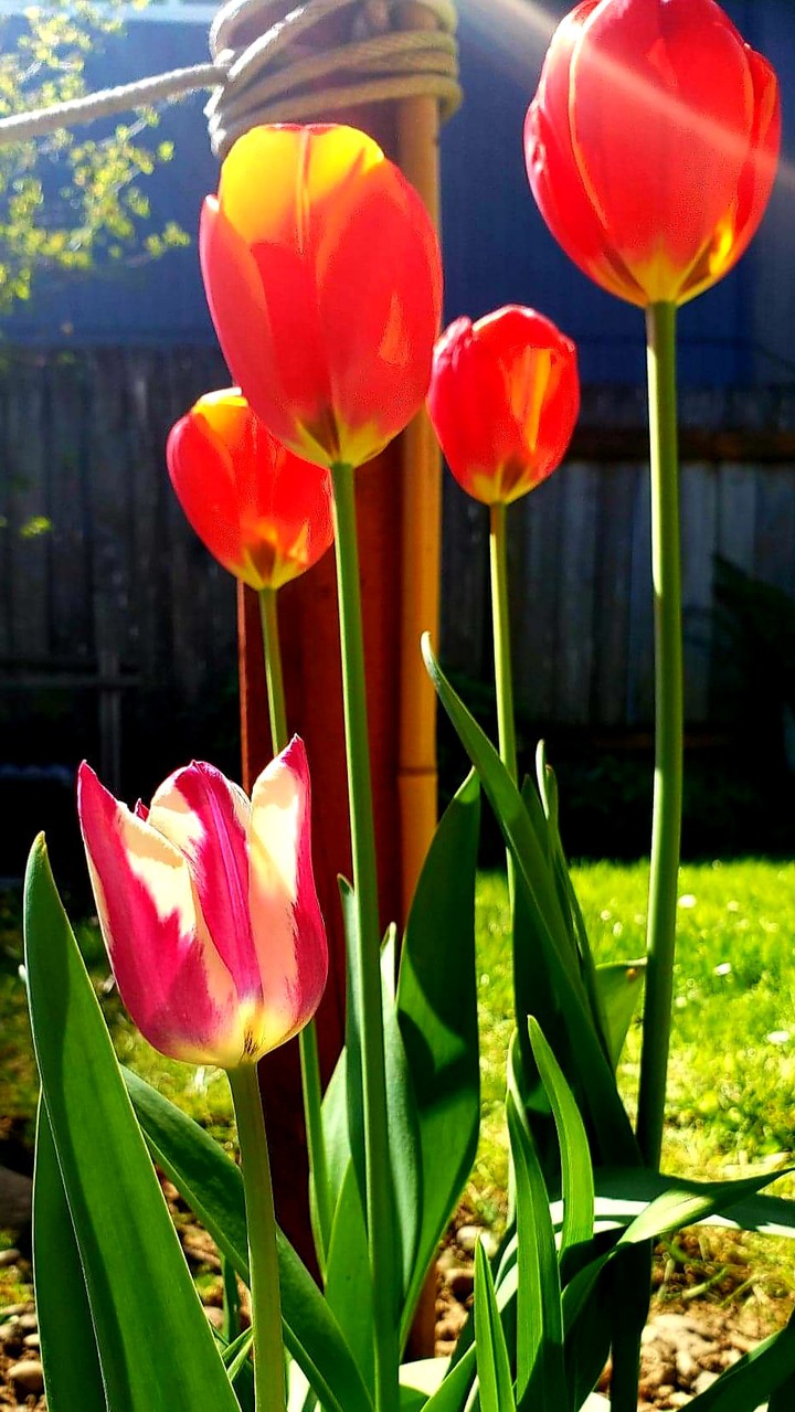 Tulips