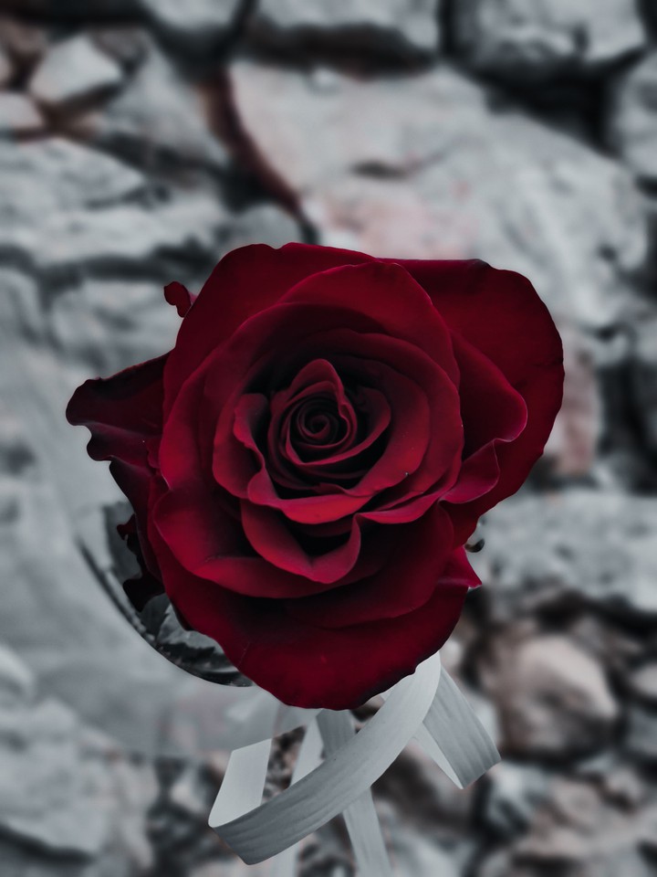 rose