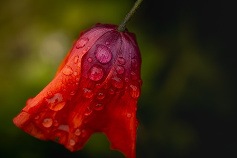 drop, closeup壁紙