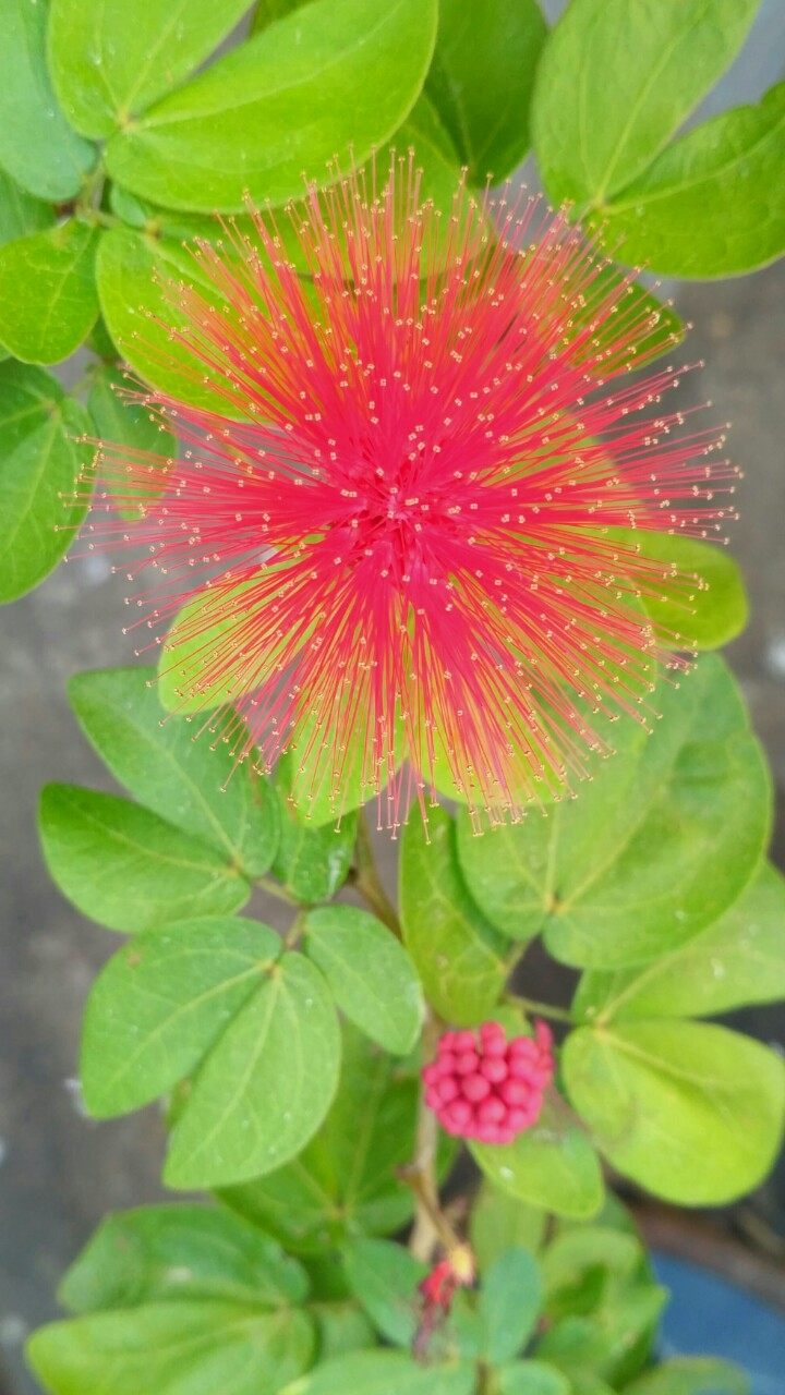 Wild Flower