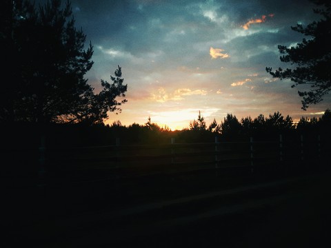 Forest sunset