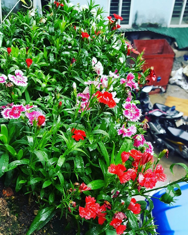 wonder flower