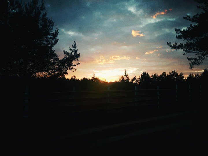 Forest sunset