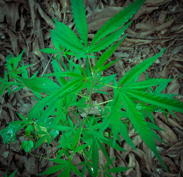 Weed Plant !