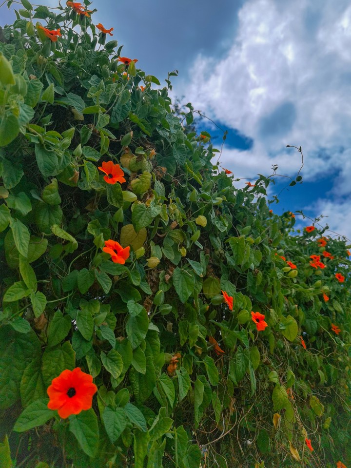 Flowers and sky