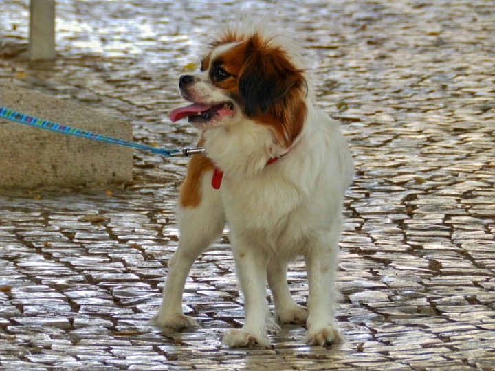 dog