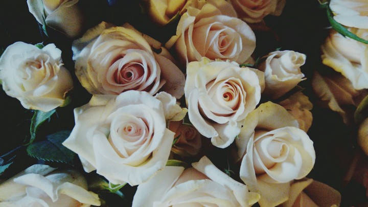 roses
