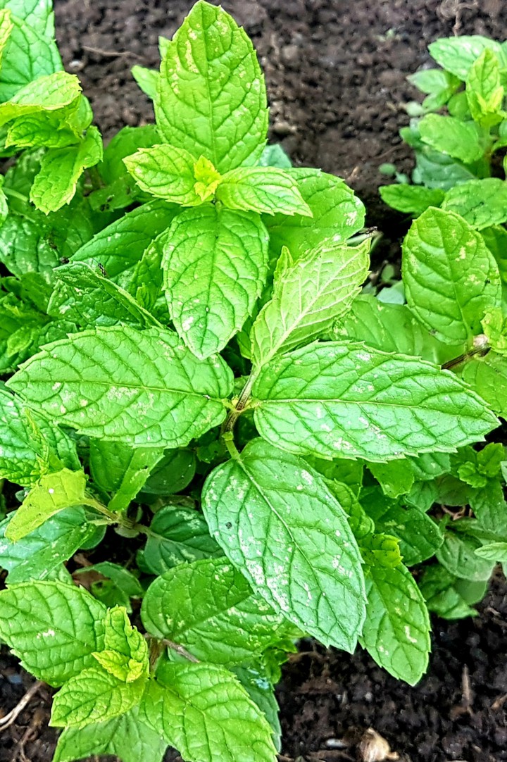 Fresh Mint