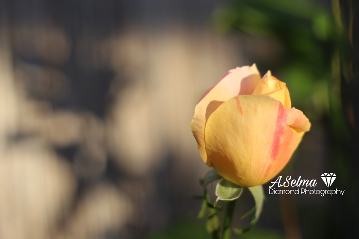 rose