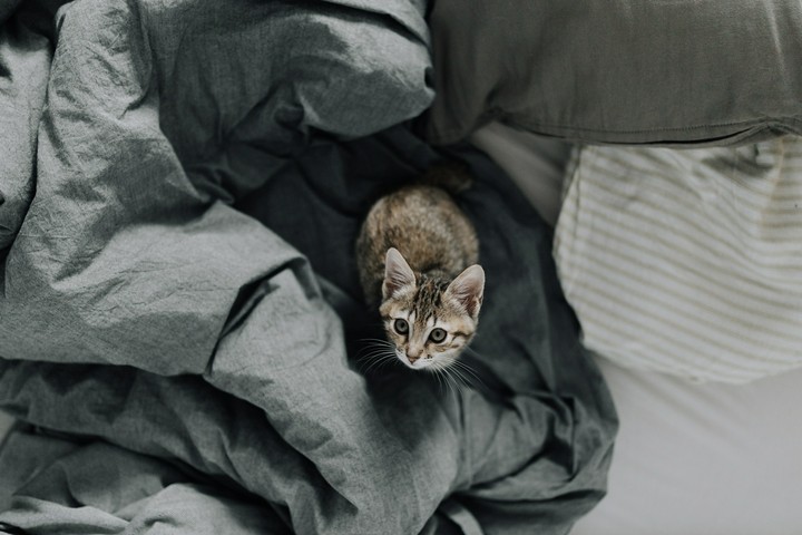 cat