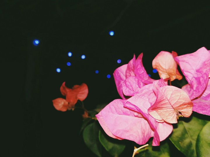 night flower