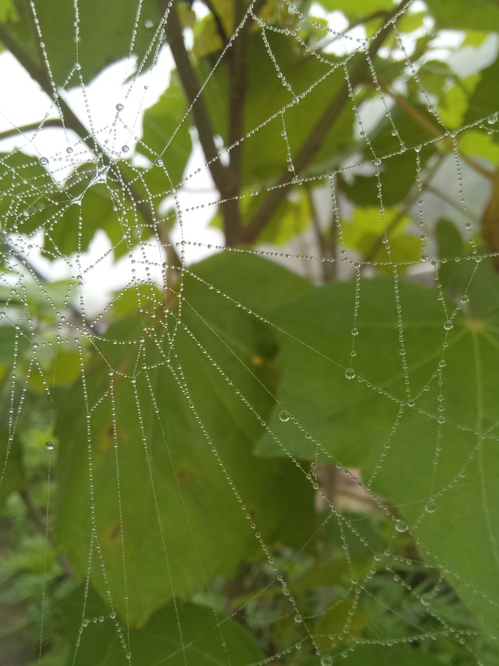 spider web