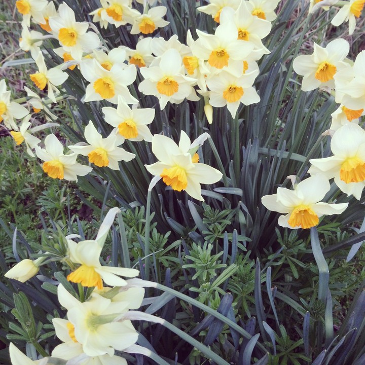 spring