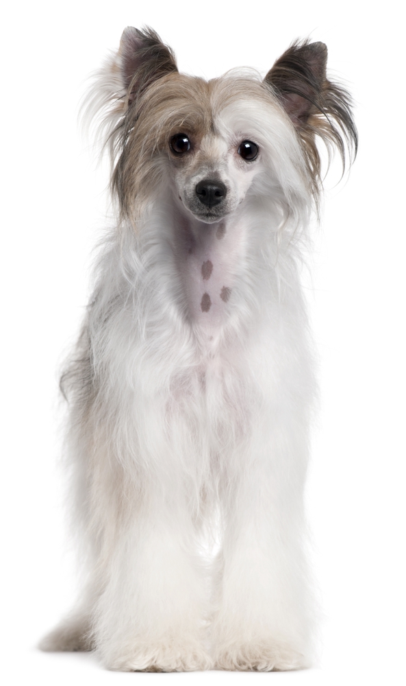 Chenise Crested