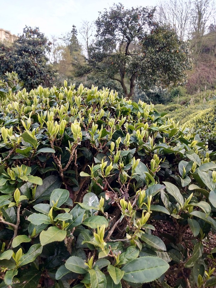 just a plant