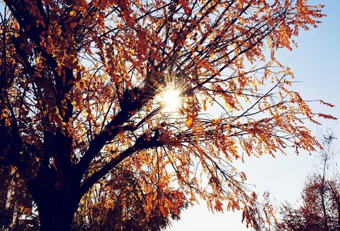 Sonbahar