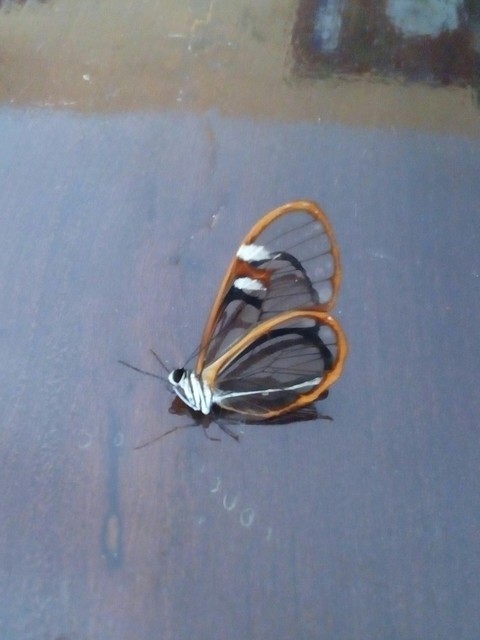 mariposa.