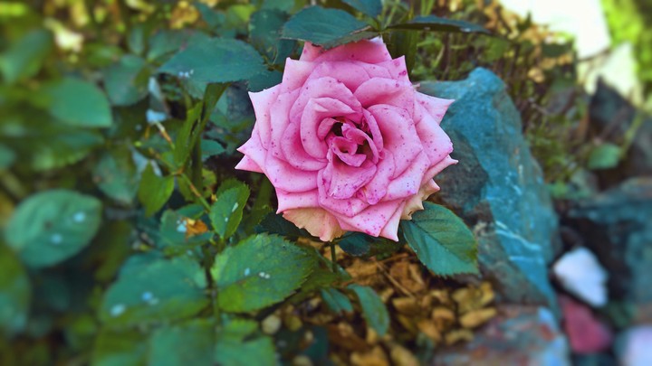 My favorite flowers-roses♡♡♡
