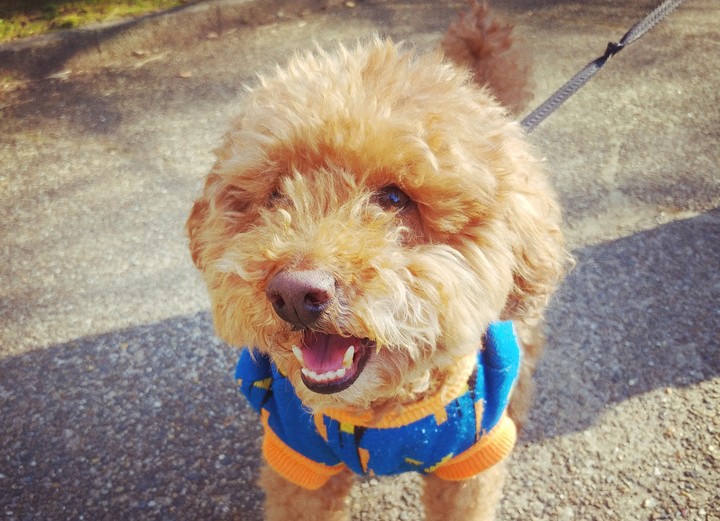i love dog