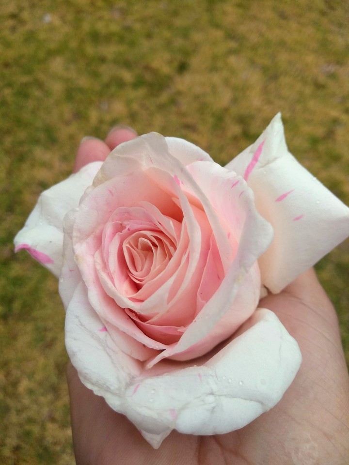 pink