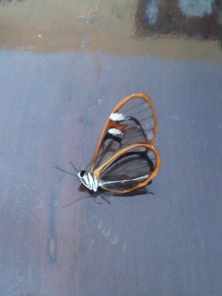 mariposa.