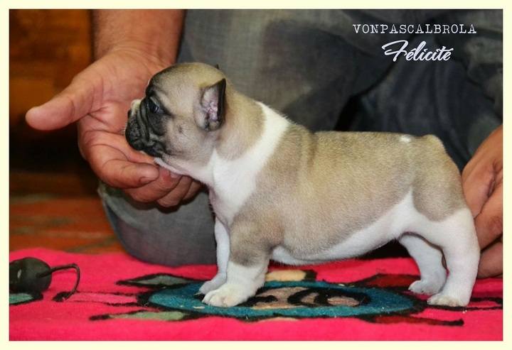 Frenchbulldog Pied Fawn