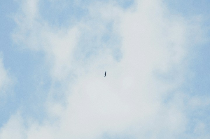 bird