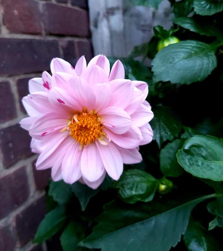 Beautiful flower