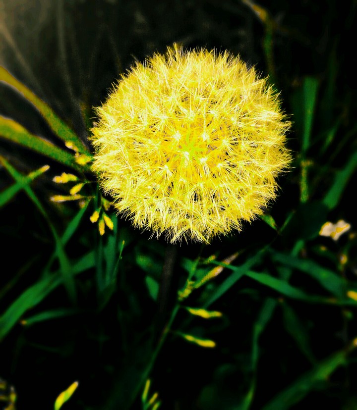 dandelion