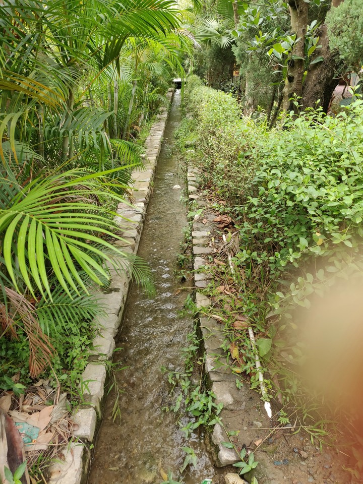 Green forest