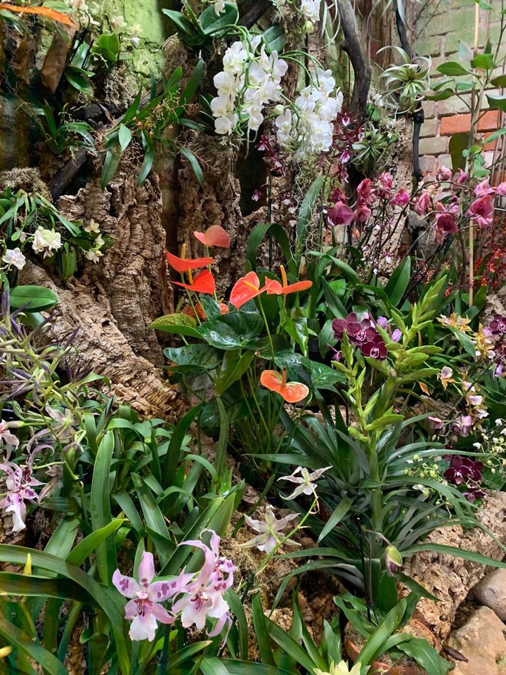 orchid