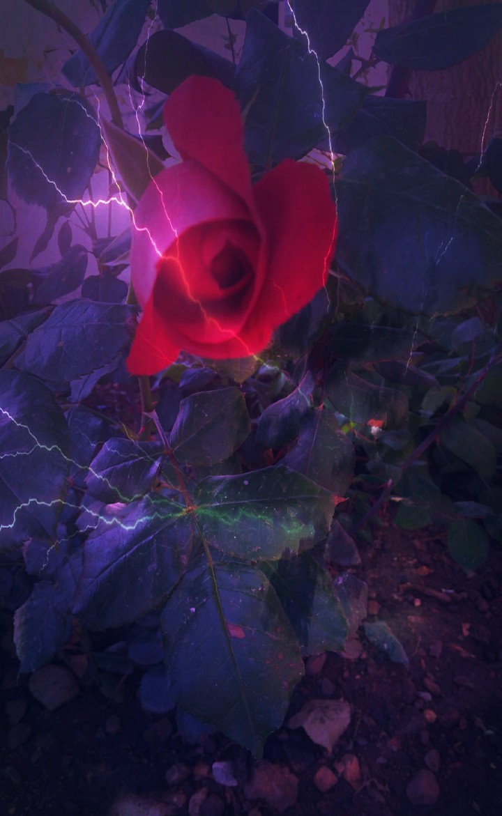 dark rose