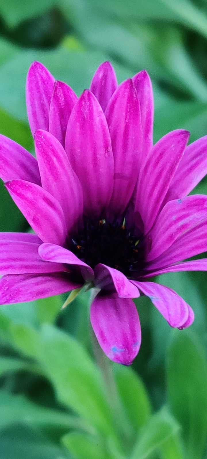Daisy