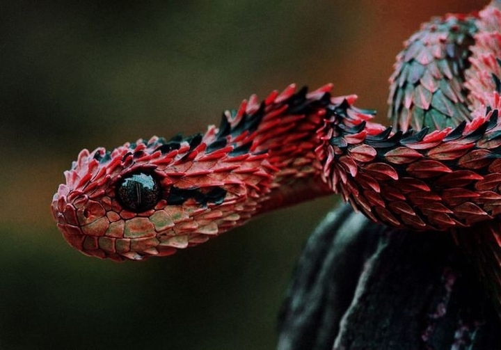 snake
