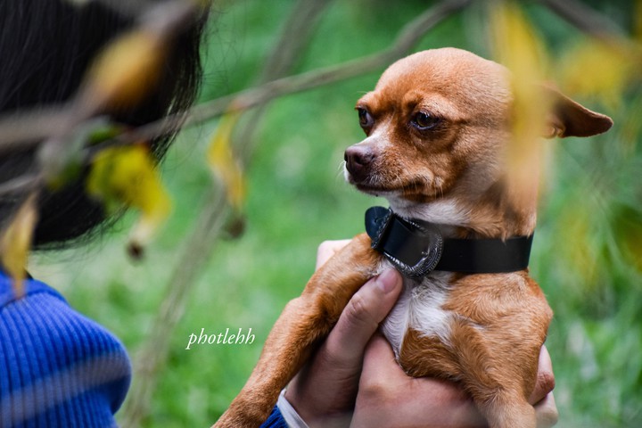 Mascota